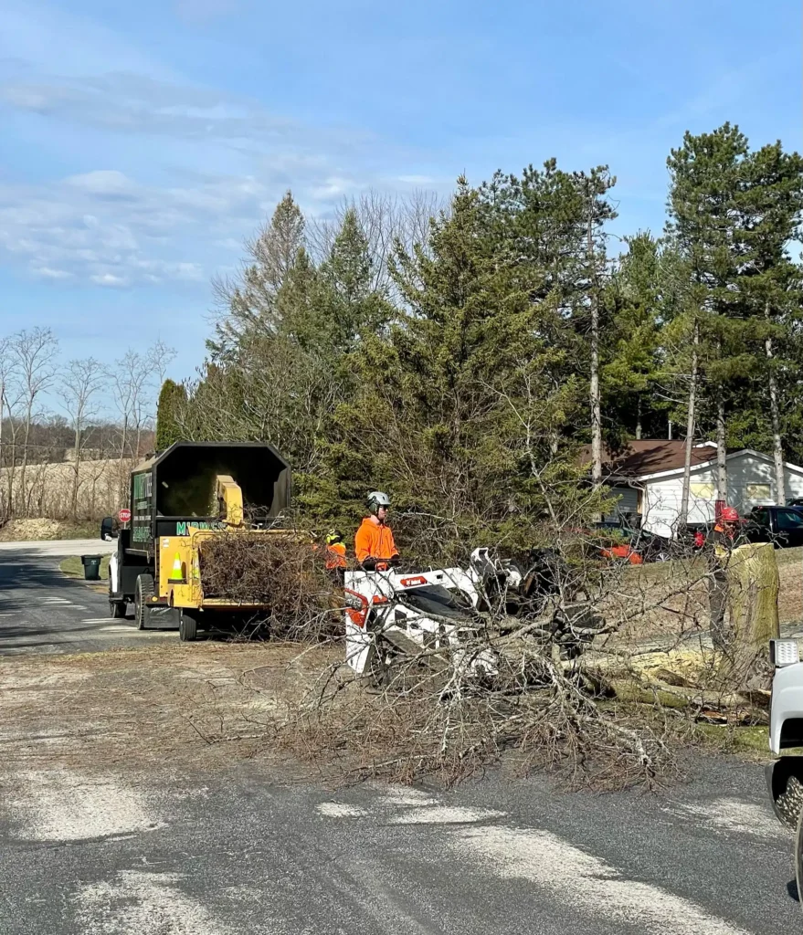 tree trimming