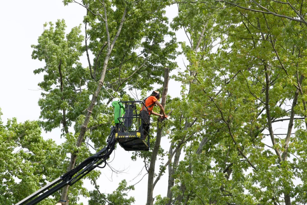 Tree treeing worker by midwest
