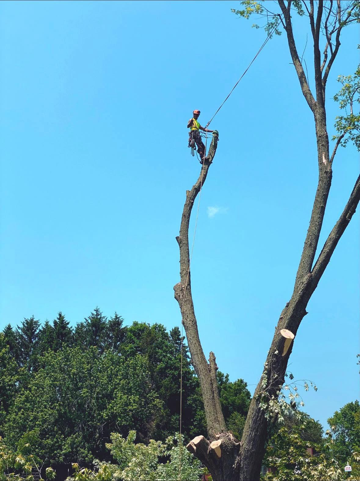 tree trimming service