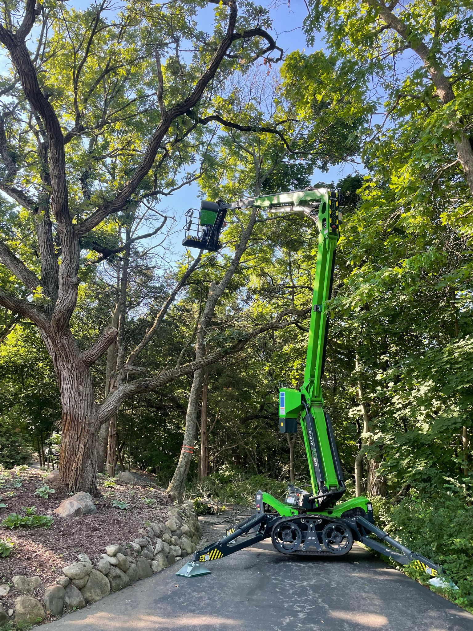 tree-trimming-services