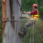 tree worker