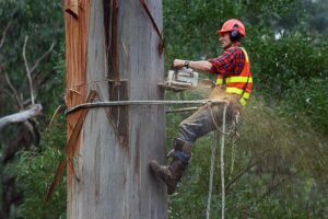 tree worker