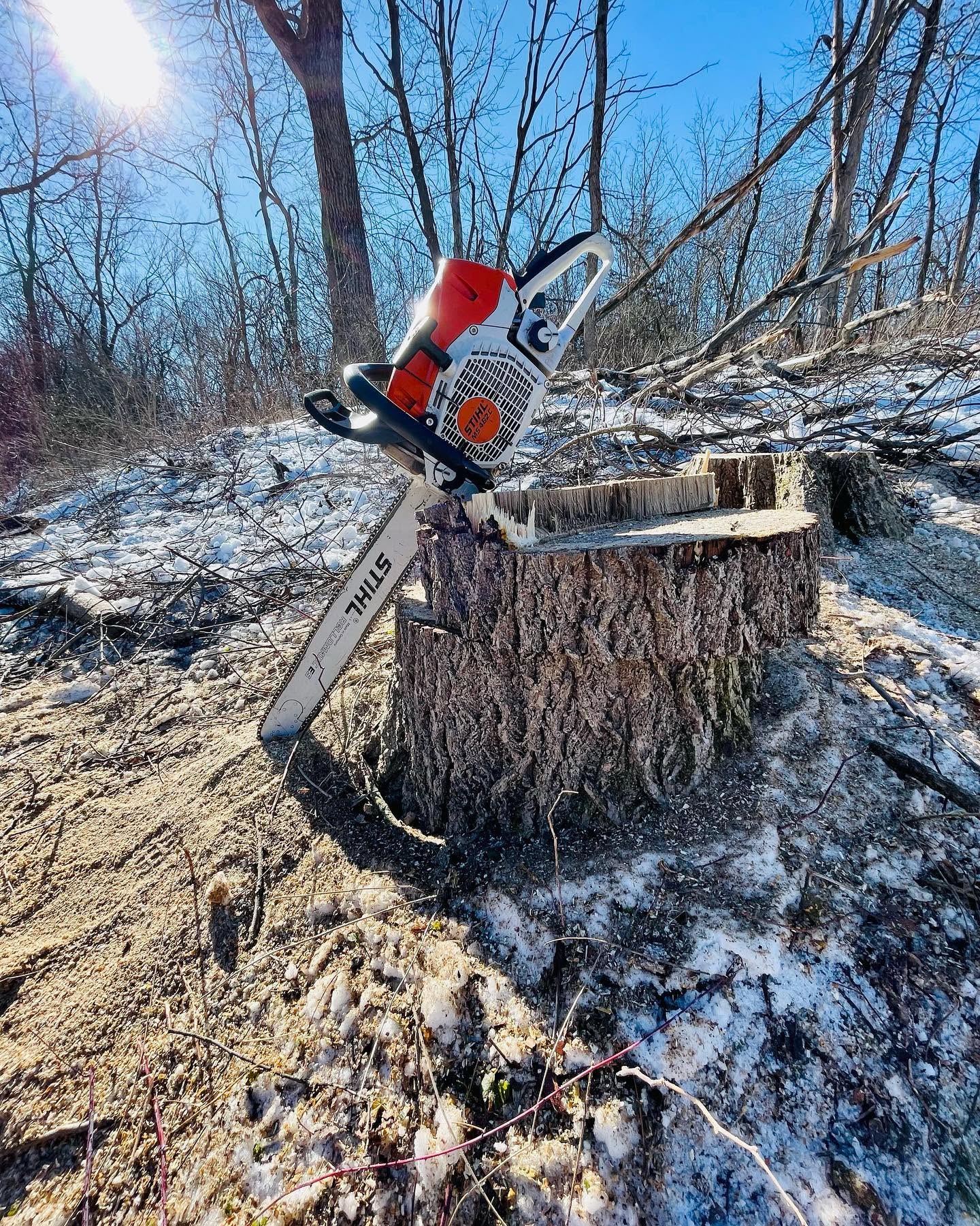 winter tree work