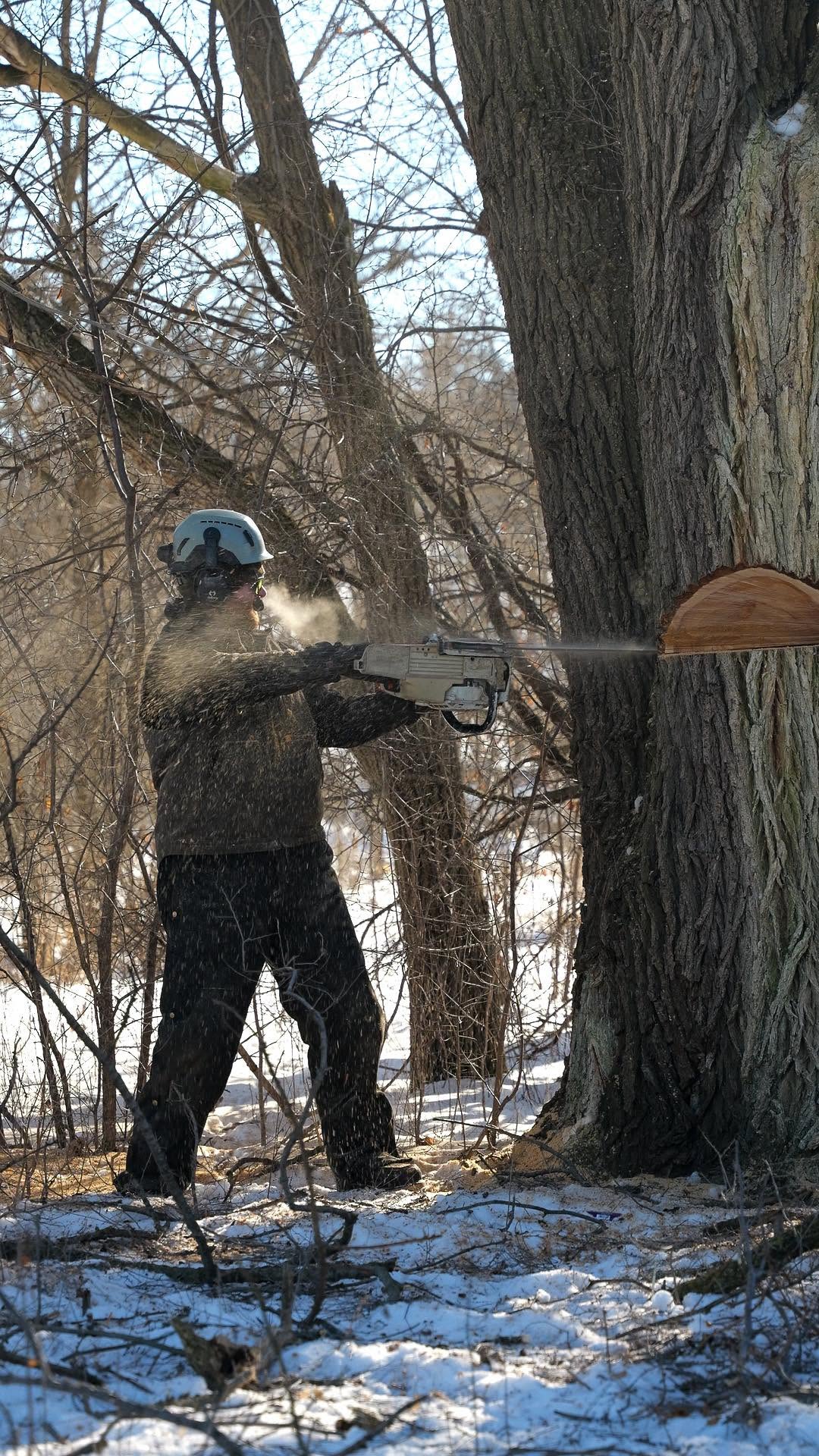 winter tree work