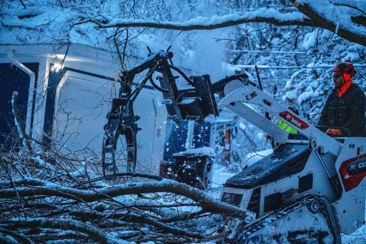 winter-tree-removal