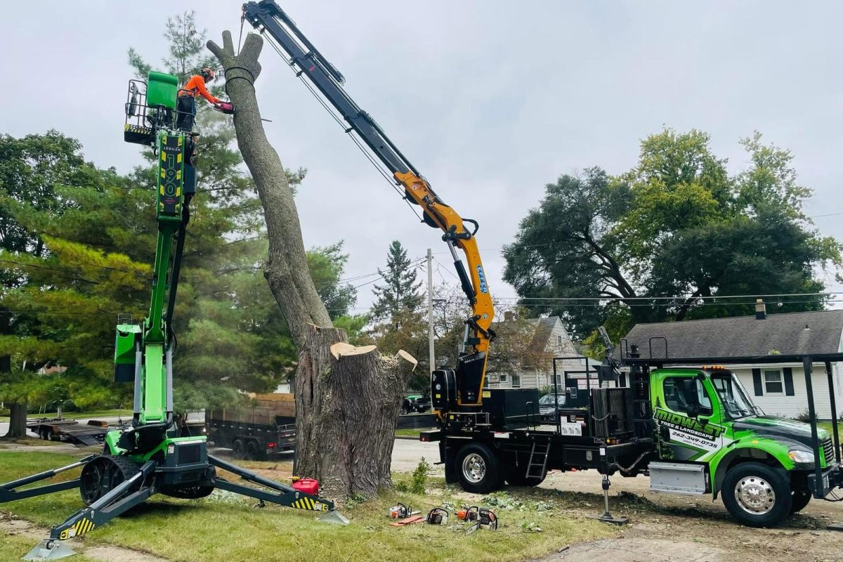 tree removal